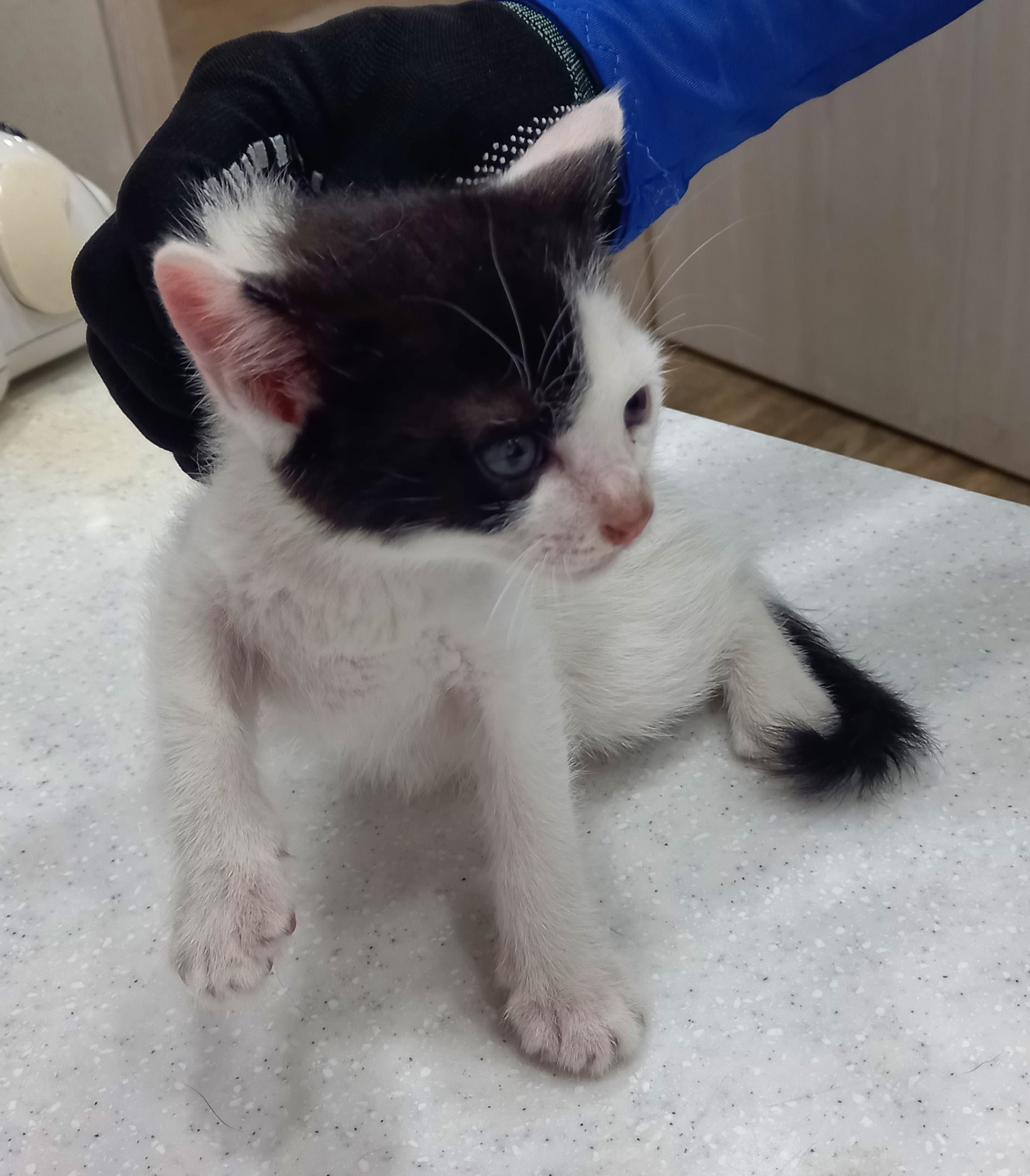 [고양이] 한국 고양이 대구-서구-2025-00262 유기동물 배경 이미지 입니다.